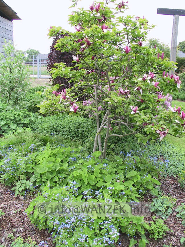 Magnolia liliiflora Nigra 09.jpg